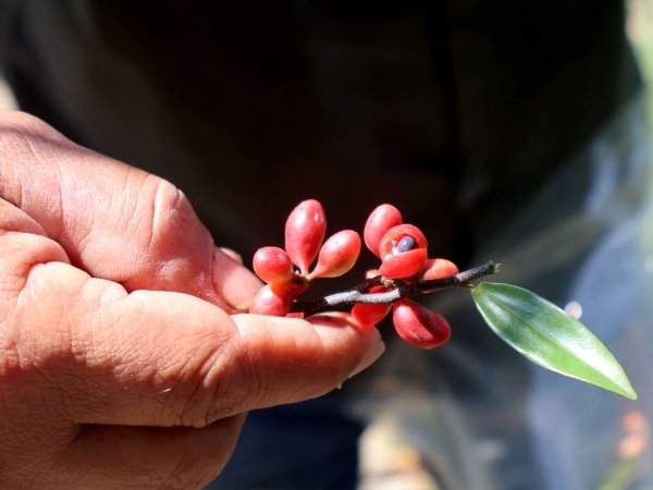 El renacer del burilico: Cali celebra la producción de semillas de un árbol al borde de la extinción