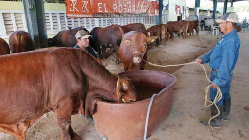 México activa emergencia sanitaria nacional por reaparición del gusano barrenador
