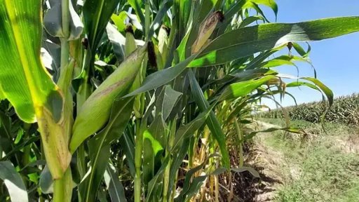 Productores agrícolas anuncian movilización en Culiacán como parte del paro nacional del campo