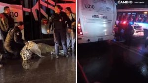 Estudiante de la BUAP muere atropellada por unidad del transporte RUTA en Puebla