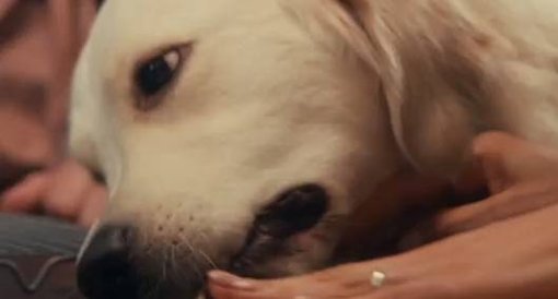 SIC Estreia 'Bone Appétit', o Primeiro Programa de Culinária para Cães em Portugal