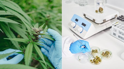 Trump Suaviza Postura sobre Cannabis Medicinal en un Giro Inesperado