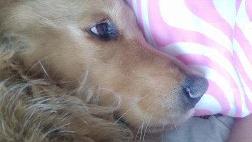 Perro muere a causa de estrés provocado por el uso de pólvora en Armenia