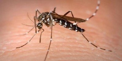 Alerta Sanitário na Covilhã após Deteção de Mosquito-Tigre