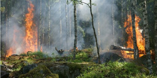 Governo Inicia Pagamento de Apoios a Agricultores Afetados pelos Incêndios