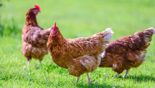 Hong Kong proíbe importação de aves de Benavente após surto de gripe aviária