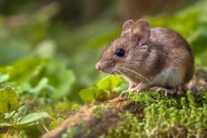 Palmela Intensifica Combate a Pragas Urbanas com Nova Campanha de Desinfestação