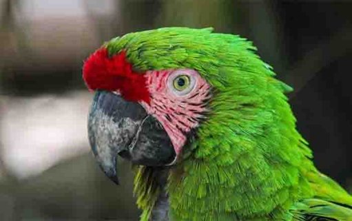 Zoológico Tamatán celebra la vida con 25 nuevos nacimientos este año