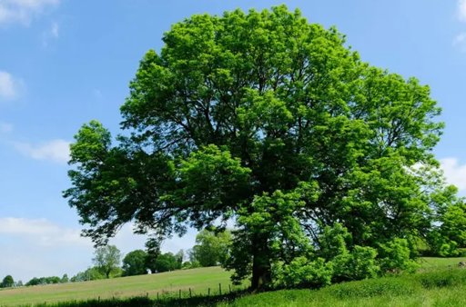Hongos parásitos emergen como arma biológica para proteger los bosques de fresnos
