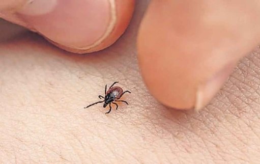 Confirman muerte de niña de 11 años por rickettsia en Ciudad Juárez