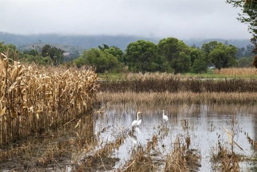 Gobierno y Productores del Bajío Acuerdan Subsidio de $950 por Tonelada de Maíz