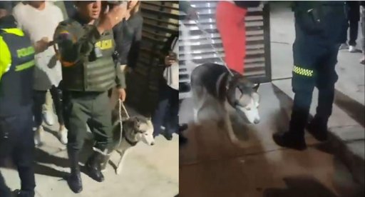 Maltrato animal: un delito con consecuencias penales y un llamado a la conciencia ciudadana