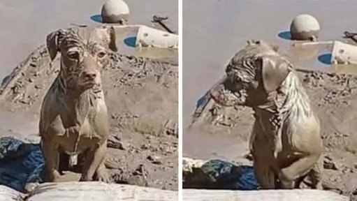 La lealtad en medio del desastre: perrito conmueve al esperar a su familia en Poza Rica