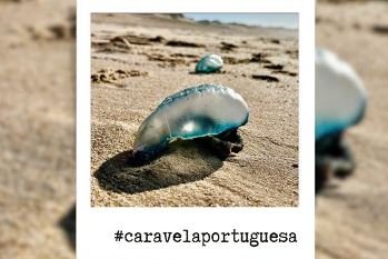 Alerta de Caravelas-Portuguesas em Dezenas de Praias do Litoral Norte e Centro