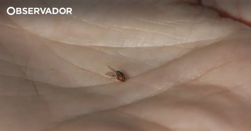 Inseto Australiano Confirma-se como Solução Eficaz no Controlo da Praga das Acácias