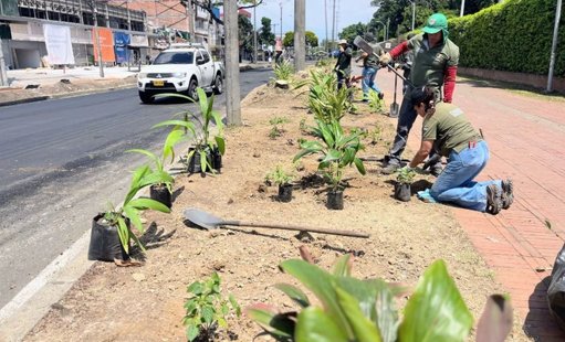 Cali transforma el dolor en esperanza: inician recuperación y siembra de vida en la zona del atentado