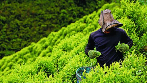 Colombia y la Política de Drogas: Tensión con EE.
UU. y el Debate sobre la Descertificación