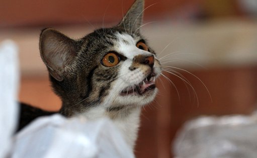 Décryptage du comportement félin : pourquoi les chats sont-ils bavards ou enterrent-ils leur nourriture ?