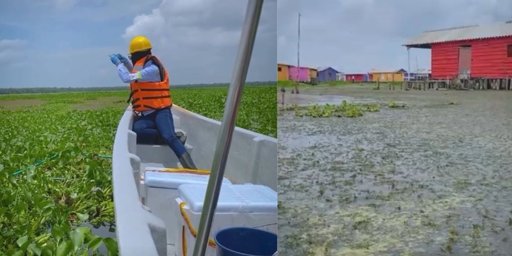 Emergencia ambiental en la Ciénaga Grande por expansión de planta invasora