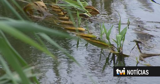 Estudo Liderado pela Universidade de Coimbra Revela Contaminação Generalizada por Fármacos em Rios Europeus