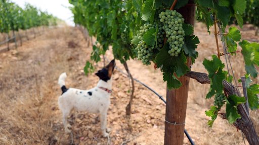 Produção de Vinho em Portugal Cai 20% para Mínimo da Década