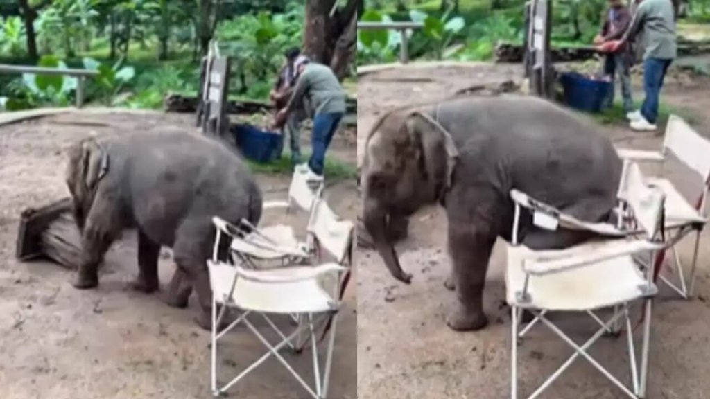 Bebé Elefante Desajeitado Conquista a Internet com Tentativas de se Sentar numa Cadeira