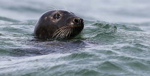 Morte de Foca-Cinzenta em Cascais Gera Tristeza e Polémica