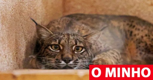 Lince-ibérico nascido em Portugal é o primeiro a ser localizado nos Pirenéus