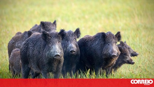 Autoridades portuguesas emitem alerta para reforço de medidas de prevenção contra a Peste Suína Africana