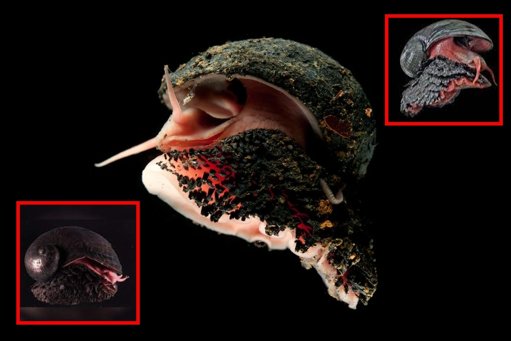 El caracol con armadura de hierro que redefine la vida en ambientes extremos