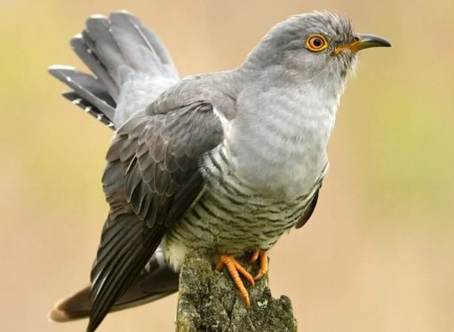 Aves de todo el mundo comparten una señal de alarma universal