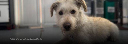 Rescatan en Manizales al perro "Copito" en un operativo amparado por la Ley Ángel