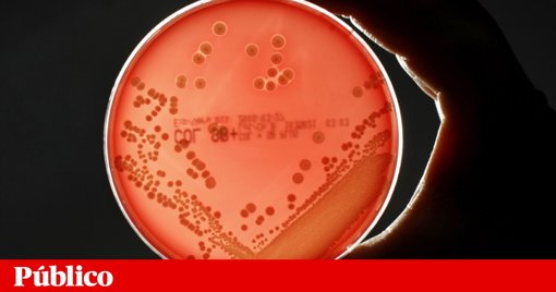 Dois projetos em Portugal conquistam prestigiadas Bolsas do Conselho Europeu de Investigação