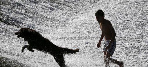 El perro ha sido el mejor amigo del hombre desde hace más de 10.000 años