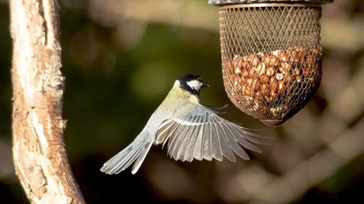 L'impact de la prédation des chats domestiques sur la faune aviaire