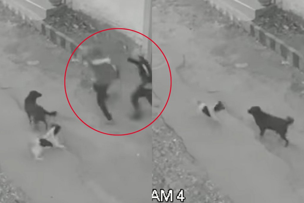 Perro héroe es apuñalado al defender a un joven de un atraco en Ibagué