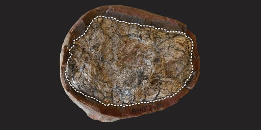 Fezes Pré-históricas Revelam que Carbonato de Ferro Preserva Segredos Moleculares