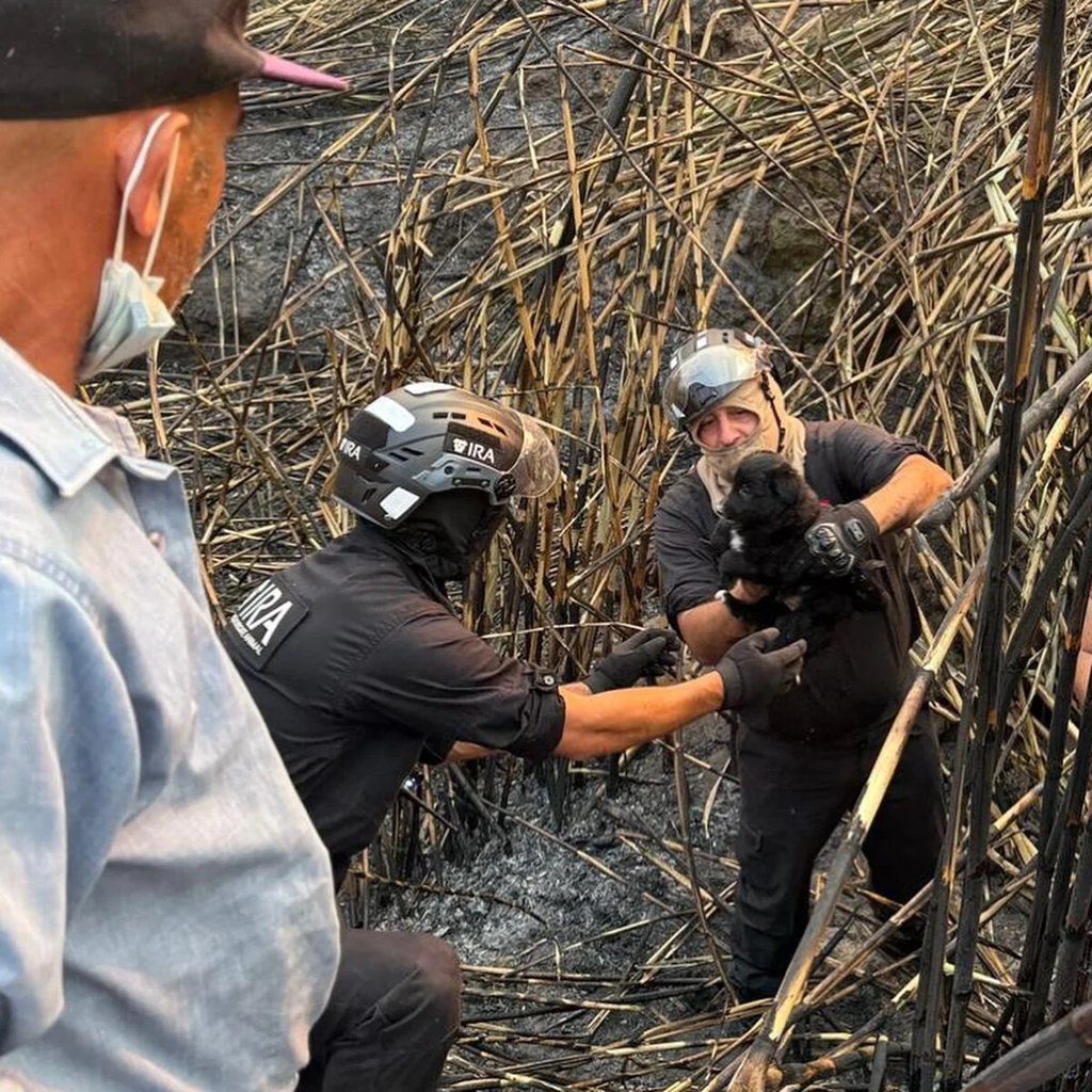 Cadela Salva Ninhada de Incêndio em Oliveira do Hospital