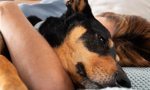 Aprobado en segundo debate proyecto de ley que penaliza la zoofilia
