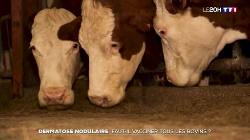 La gestion de la dermatose nodulaire bovine divise le monde agricole