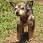 Rescatan a ‘Mallarino’, perro abandonado en el río Cauca que ahora busca un hogar