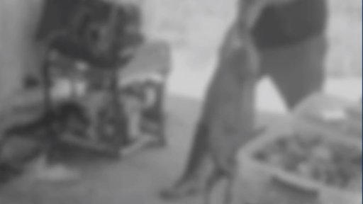 Indignación nacional por caso de maltrato animal: agresor queda en libertad por vacío jurisdiccional