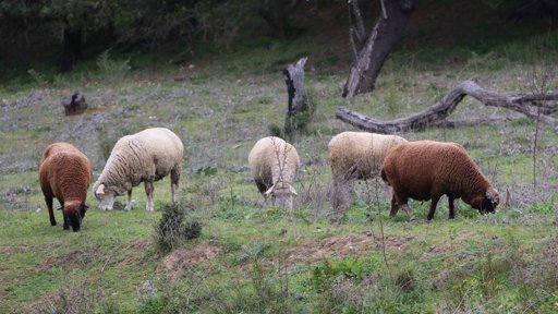 Surto de Língua Azul no Baixo Alentejo Levanta Questões sobre Eficácia da Vacinação