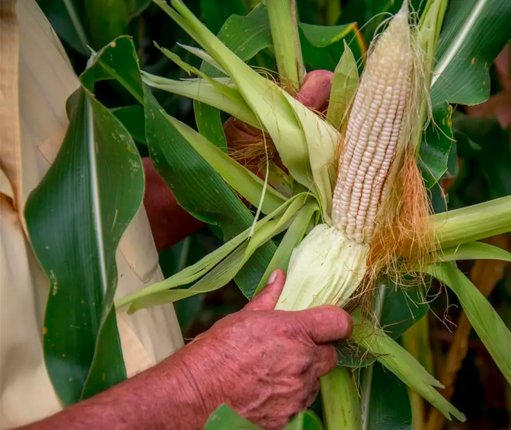 Productores agrícolas de Sinaloa se suman a paro nacional y liberan casetas