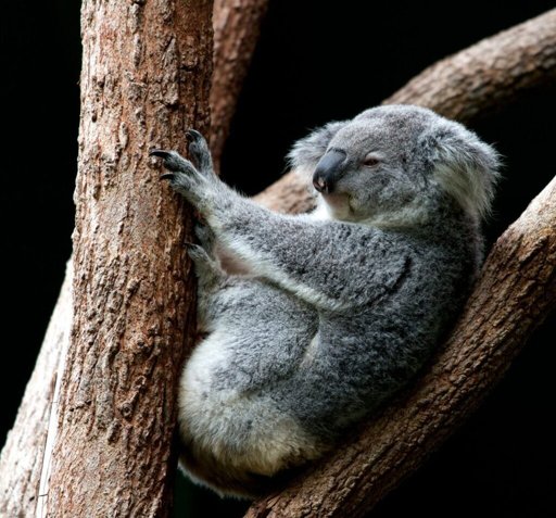 Aprovada primeira vacina do mundo para proteger coalas da clamídia