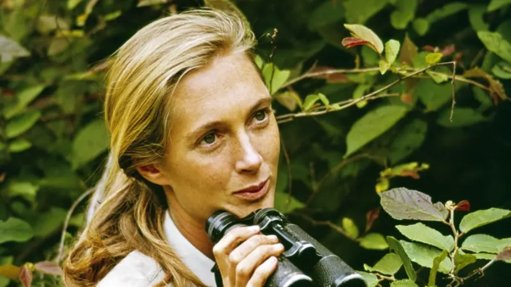 El legado de Jane Goodall: la científica que redefinió nuestra relación con el reino animal