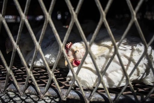 Registran en EE.

UU. la primera muerte humana por la cepa H5N5 de gripe aviar