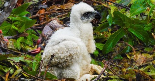 Nuevo Nido de Águila Real de Montaña en Huila: Un Símbolo de Esperanza para la Conservación