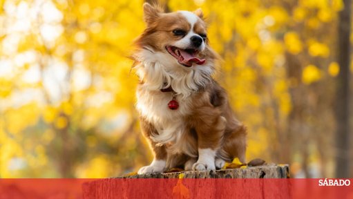 Parasitas de Outono: Especialistas Alertam para Riscos Sazonais em Animais de Estimação