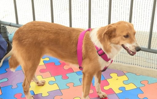 Antioquia implementa programa masivo de esterilización para más de 23.000 mascotas